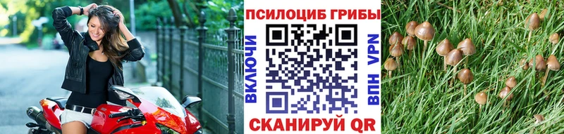 купить закладку  Сосновка  Галлюциногенные грибы Cubensis 